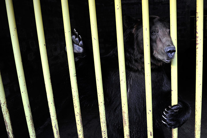 Week in wildlife: A brown bear is pictured in a cage in a restaurant in Rugova Valley
