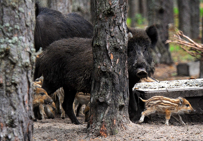 Week in wildlife: A wild sow with piglets