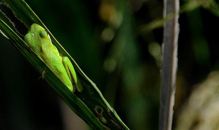 Week in wildlife: Georgia News - June 1, 2013