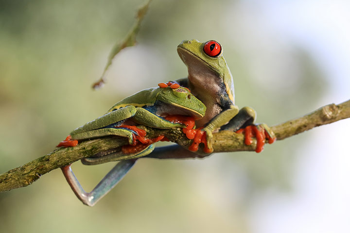 Week in wildlife: Curious Tree Frog