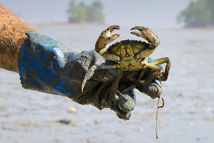 Week in wildlife: An invasive European green crab is pictured in Casco Bay in Freeport