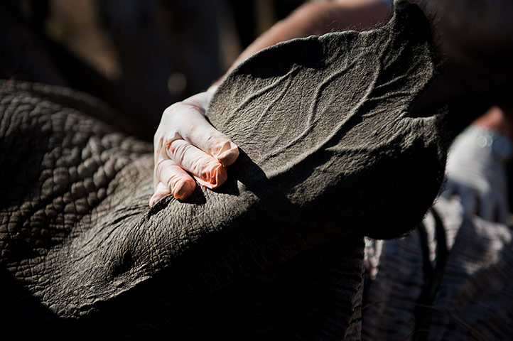 Week in wildlife: Rhino Horns Poisoned To Keep Poachers Away