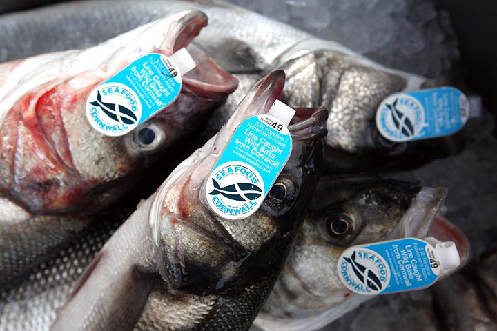 Greenpeace Arctic Sunrise: Sustainable Fishing in Cornwall