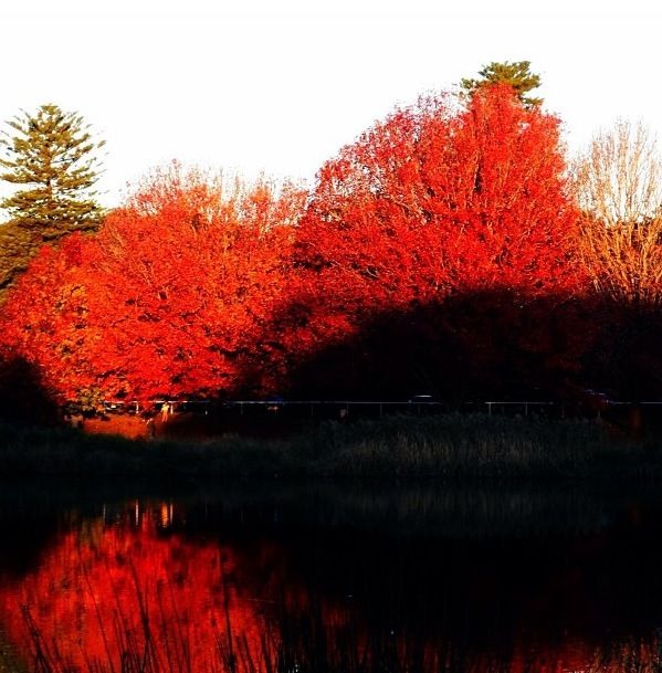 Australian Autumn: Autumn in Centennial Park