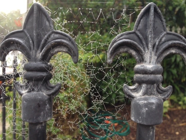 Australian Autumn: Chilly mornings in the inner west