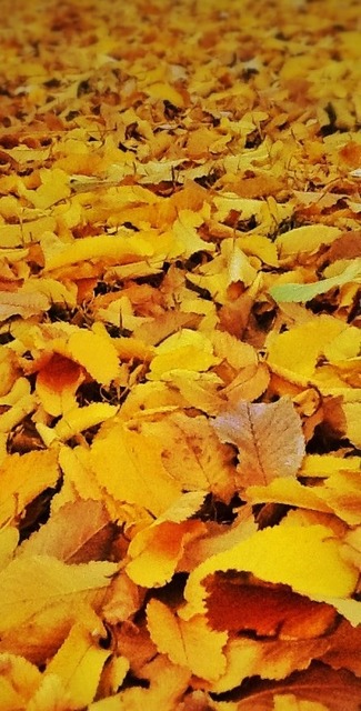 Australian Autumn: backyard carpet