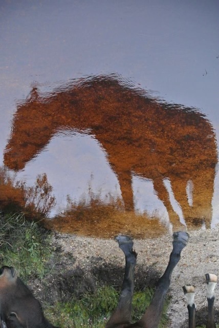 Australian Autumn: Wild Horse in Autumn
