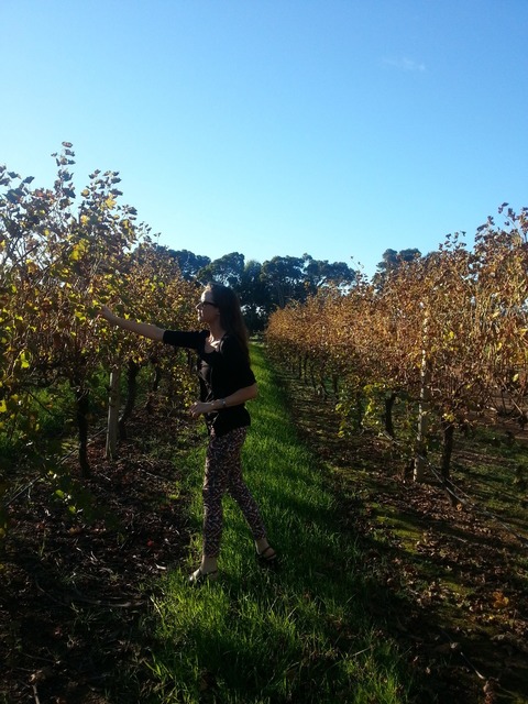 Picking grapes in Margaret River, Western Australia