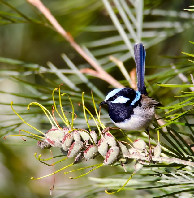 Fairy wren on grevillea