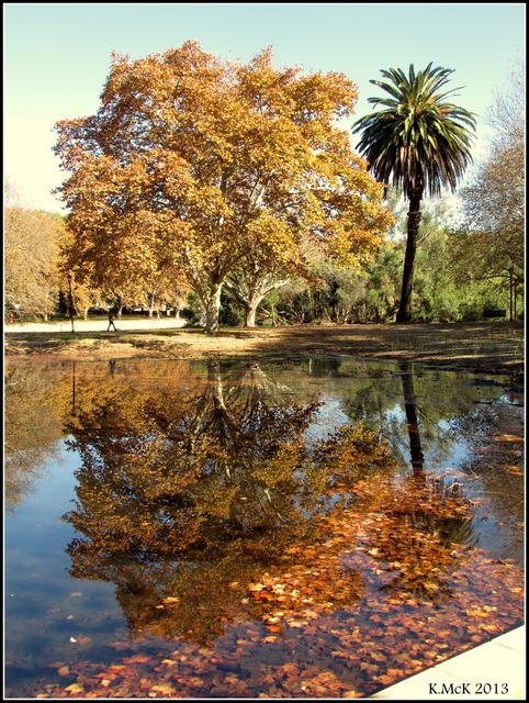 Reflected leaves & tree