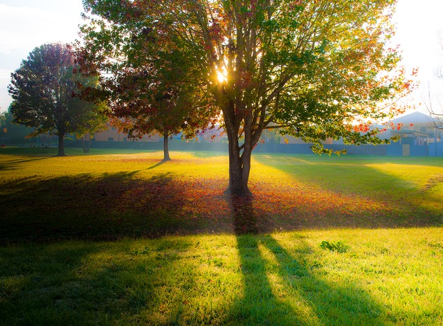 Sunrise Autumn In The Park