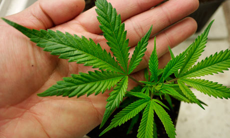 The measure would make Uruguay the first country in the world to license and enforce rules for the production and sale of marijuana. Photograph: Anthony Bolante/Reuters