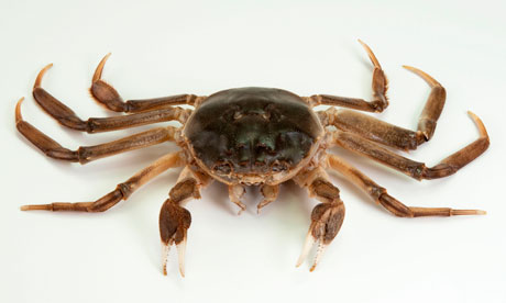 Chinese Mitten Crab