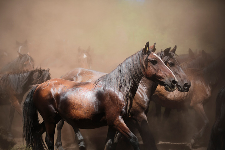 Week in Wildlife: Wild horses at the Rapa das Bestas event in the Spanish village of Sabucedo