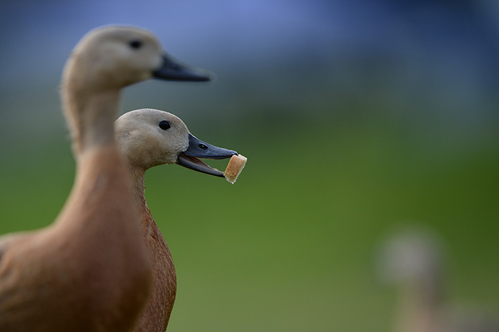 Week in Wildlife: A ruddy shelduck holds a piece of bread in Bodman, southwestern Germany
