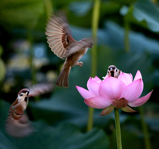Week in Wildlife: Sparrows fly around a lotus flower in Zizhuyuan Park in Beijing, China