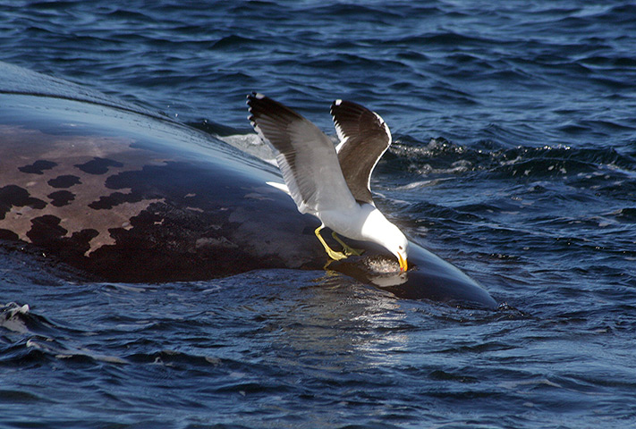 Week in Wildlife: A seagull pecking the back of a whale in Peninsula Valdez, Patagonia, south