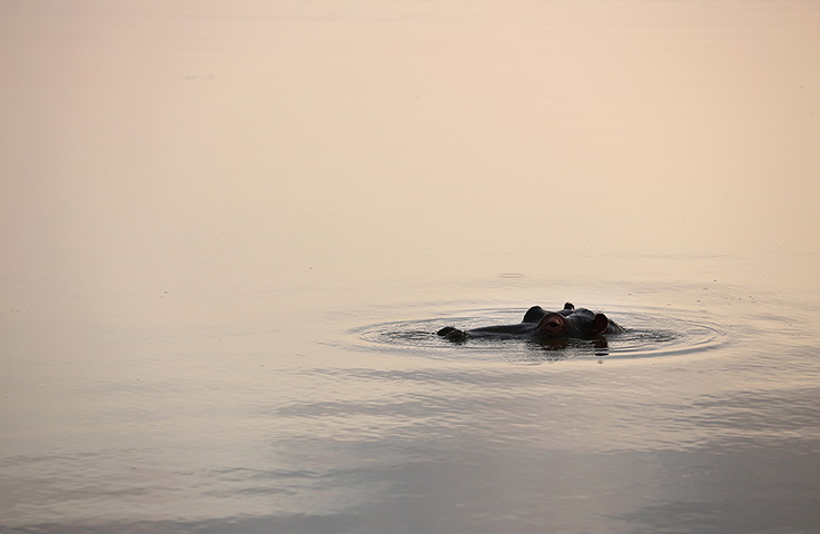 Week in Wildlife: A Hippopotamus breaches the water in a pool in Kruger National Park in Lowe