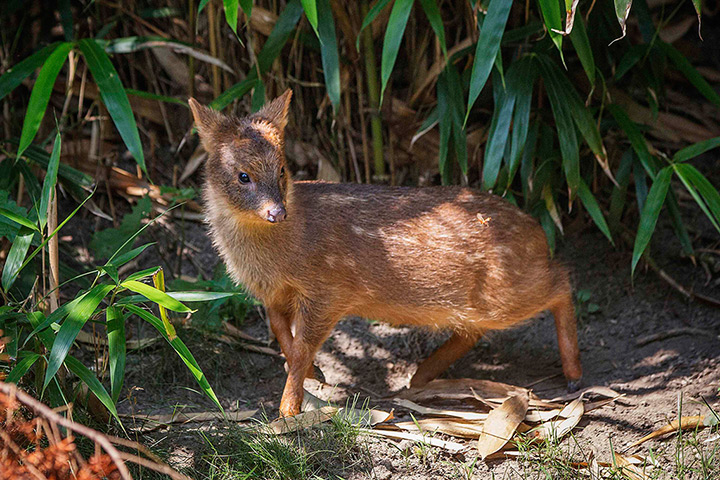Week in Wildlife: An endangered southern pudu, the world's smallest deer, at The Wildlife Con