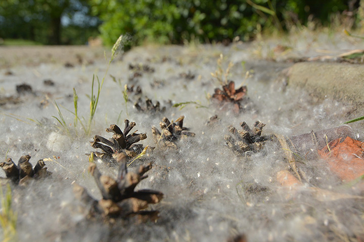 Week in Wildlife: Pine cones are swallowed up in thousands of cottonwood seeds in Birmingham,