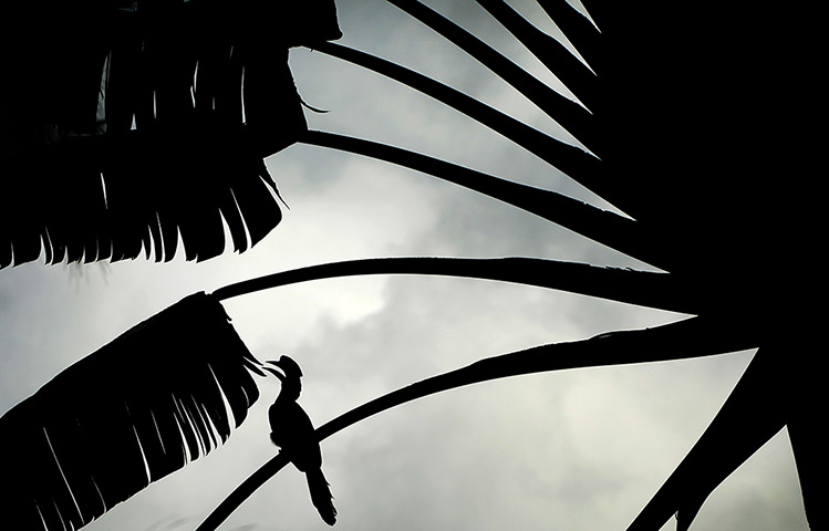Week in Wildlife: An Oriental Pied Hornbill is silhouetted as it perches itself on a palm tre
