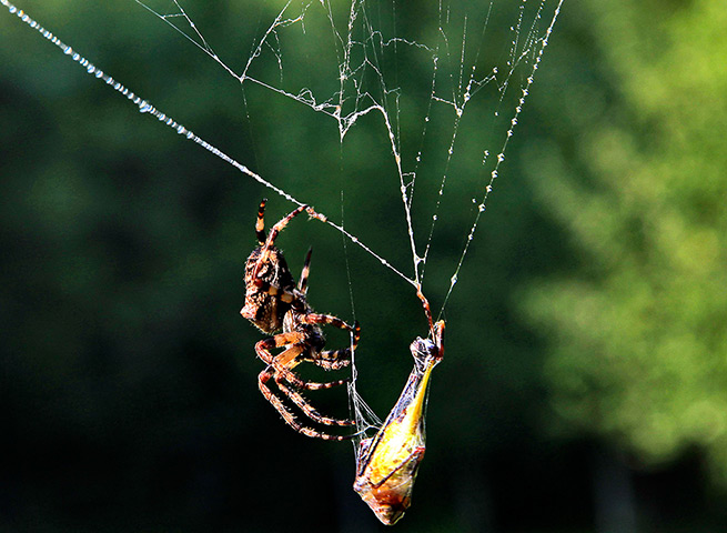 Week in Wildlife: A spider wraps a locust caught in the web in the Sharr mountains in Kosovo