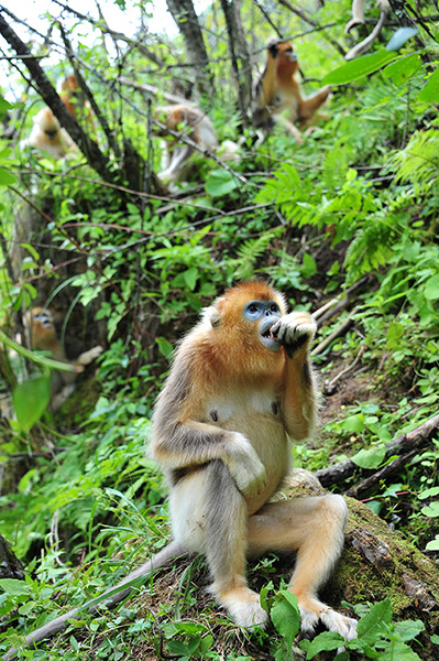Week in Wildlife: Wild golden monkeys frolic at the Shennongjia Nature Reserve, in central Ch