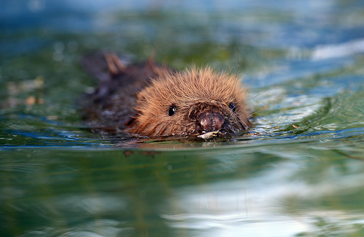 Week in Wildlife: Three-month-old beaver Momo swims in the pool of a wild animal facility in 