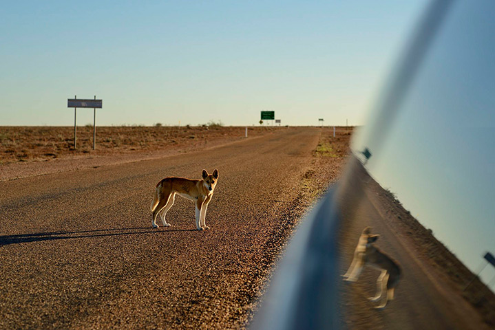 Week in Wildlife: A dingo in the wild. A new study from the Invasive Animals Cooperative Rese