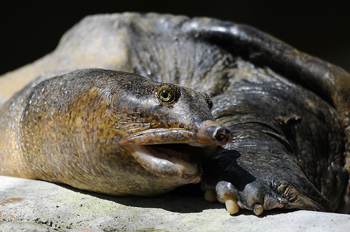 Week in Wildlife: A Malayan soft-shell turtle at Jong's Crocodile Farm in Sarawak, Malaysia