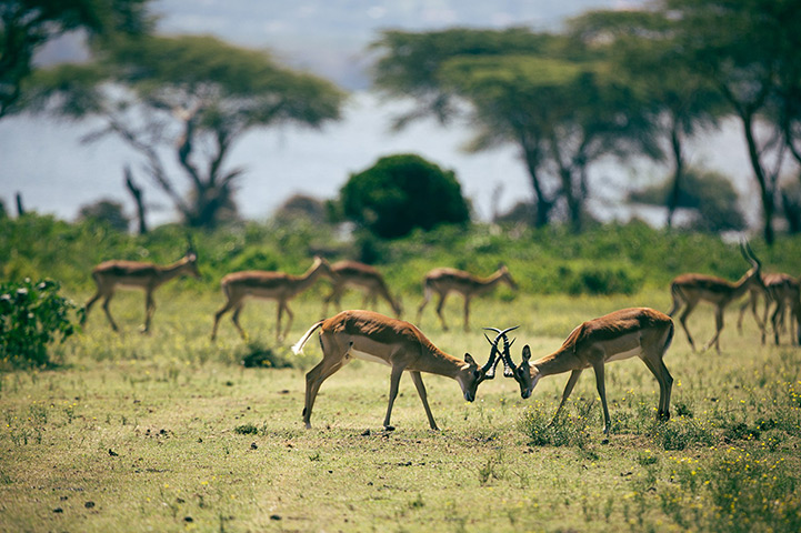 Week in Wildlife: Two impalas fight each other on Crescent Island in Lake Naivasha, Kenya