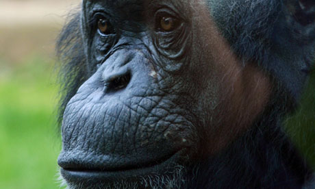 Louis-the-chimpanzee-who--010