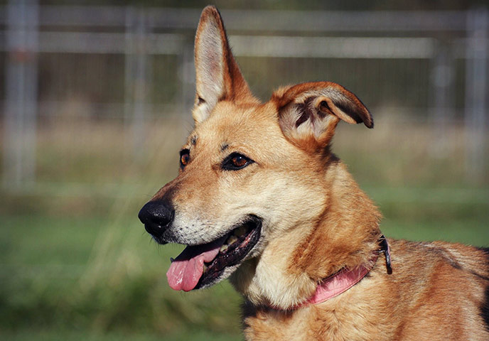 Dogs in need of a home: Misty the dog