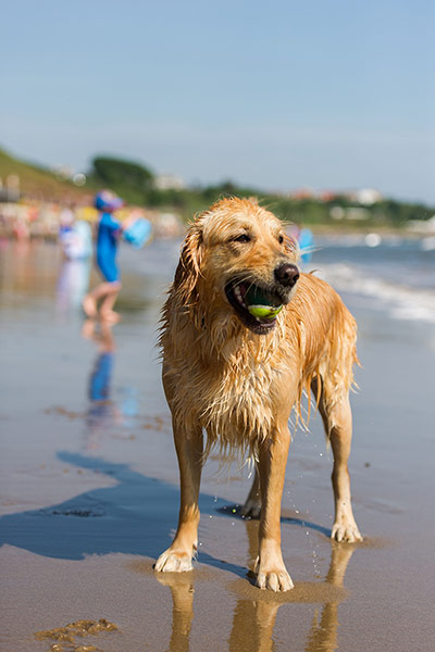 weather: Molly the Golden Retriever playing with her ball on the beach