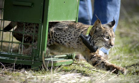 Breeding project boosts Iberian lynx numbers from 94 to 1,100, Environment