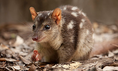 Northern quoll in the firing line of floating carbon price