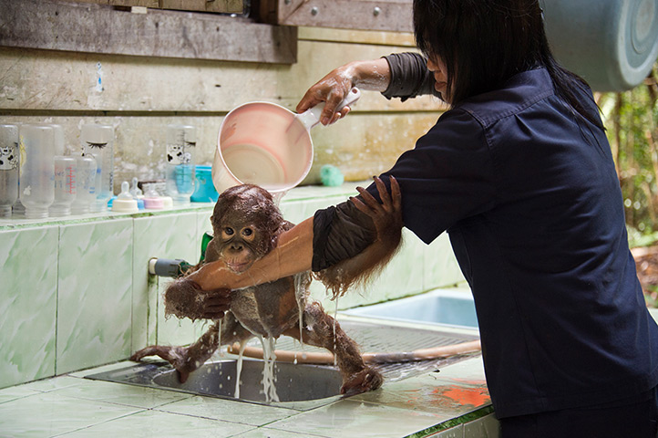 Orangutan orphans: The one-year old gets a wash