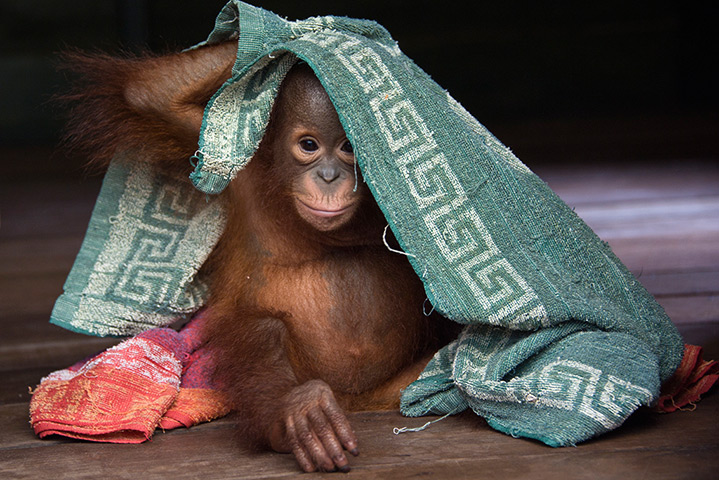 Orangutan orphans: Drying off