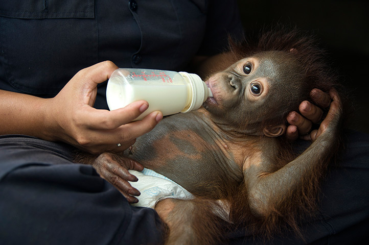 Orangutan orphans: The caretaker bottle-feeds the infant