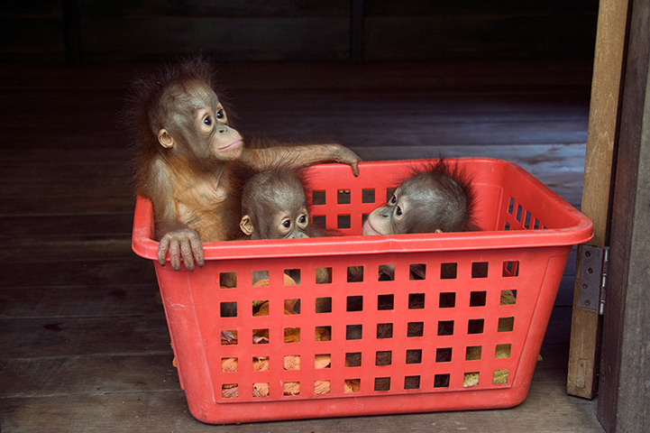 Orangutan orphans: A basketful of youngsters