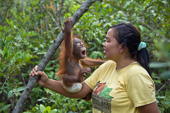 Orangutan orphans: The orphans develop a special bond with their caretakers
