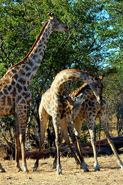 In Pictures- Sway: In Pictures - Sway - Giraffes