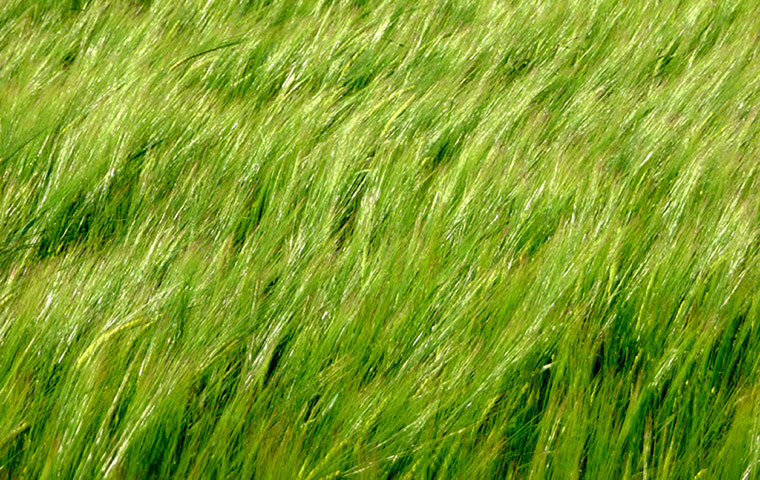 In Pictures- Sway: In Pictures - Sway - Bright green wheat swayin in the wind