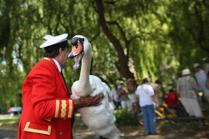 Swan upping in pictures: Swan upping in pictures