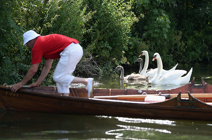 Swan upping in pictures: Swan upping in pictures