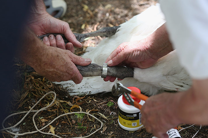 Swan upping in pictures: Annual Census Of The Swan Population Takes Place On The Thames