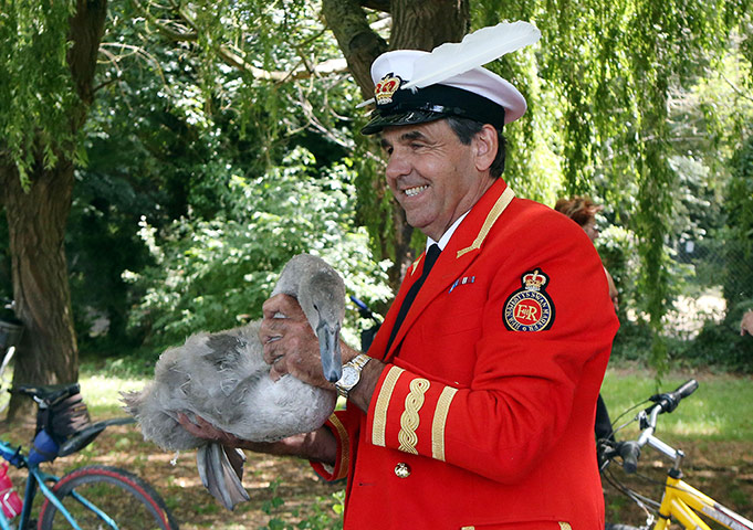 Swan upping in pictures: Swan upping in pictures