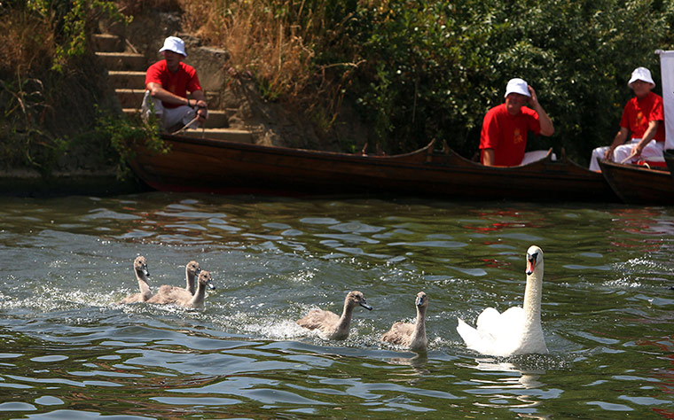 Swan upping in pictures: Swan upping in pictures