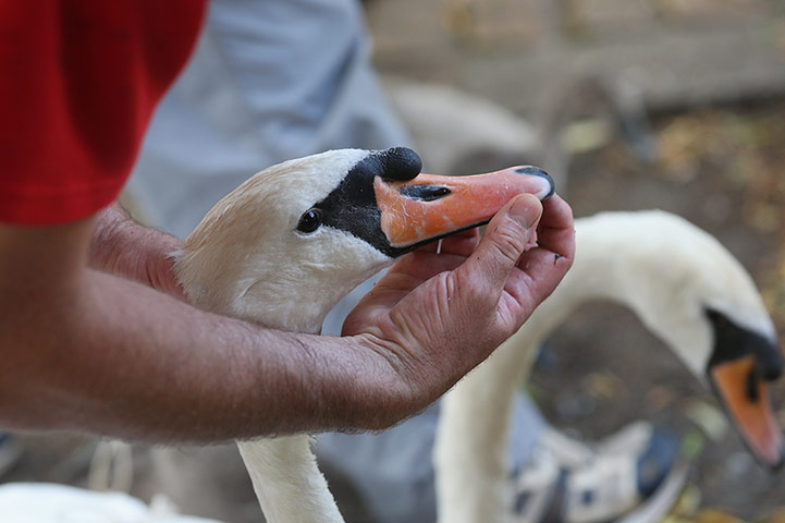 Swan upping in pictures: Swan upping in pictures