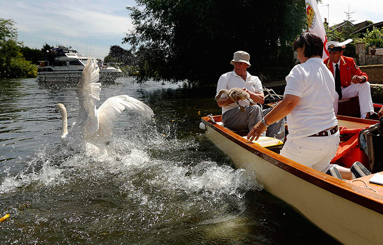 Swan upping in pictures: Swan upping in pictures